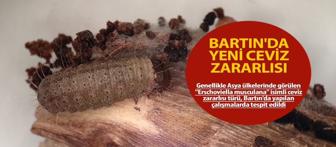 Bartın'da yeni ceviz zararlısı