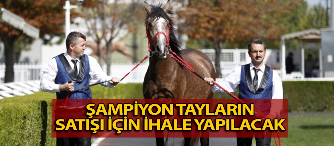 Şampiyon tayların satışı için ihale yapılacak