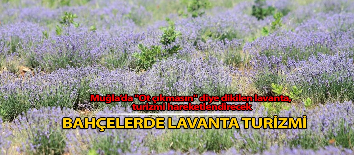 Bahçelerde lavanta turizmi