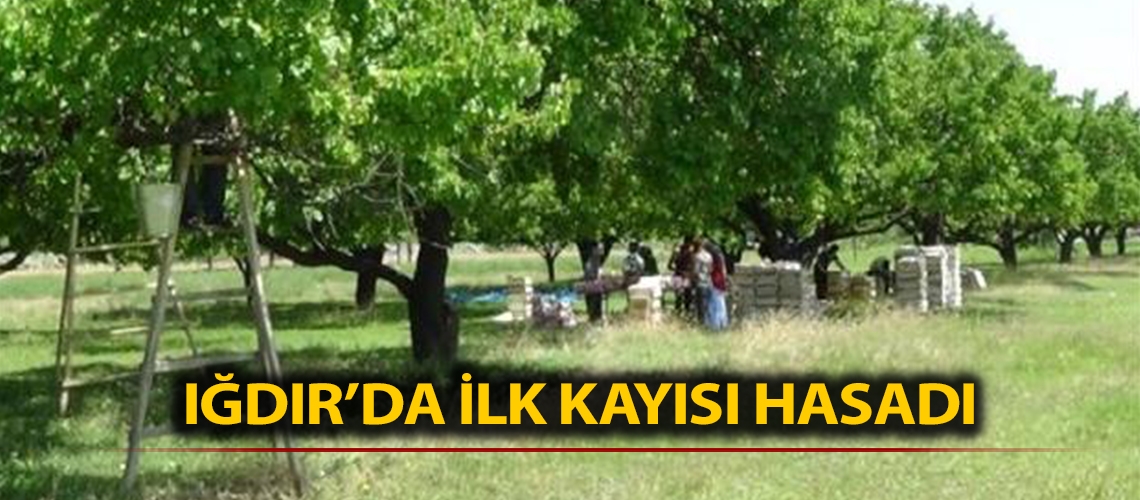 Iğdır’da ilk kayısı hasadı
