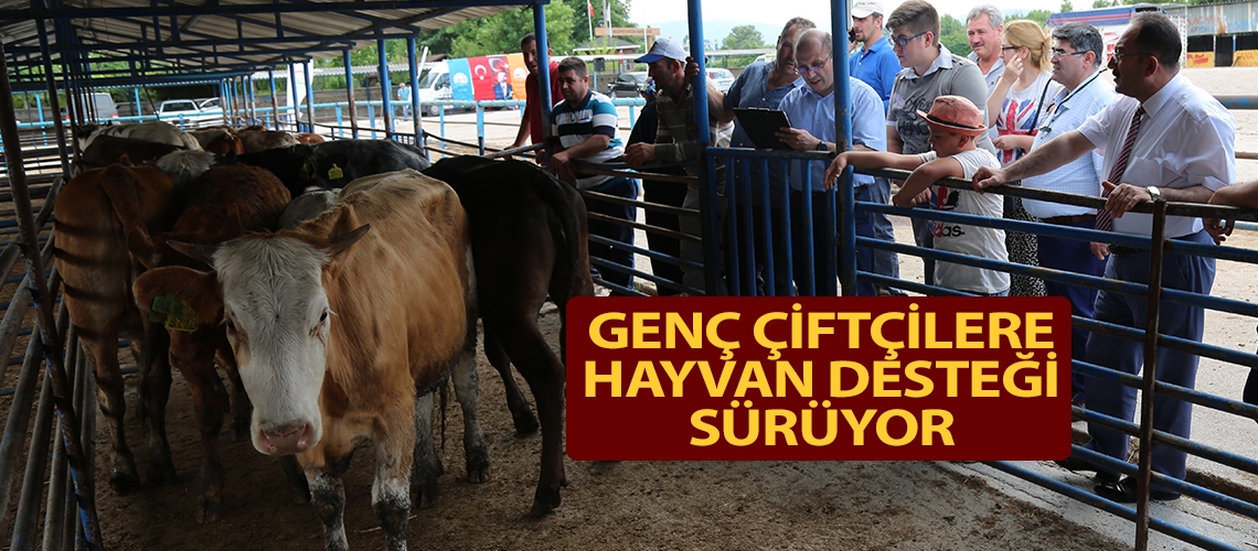 Genç Çiftçilere hayvan desteği sürüyor