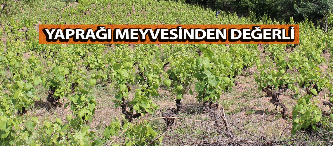 Yaprağı meyvesinden değerli