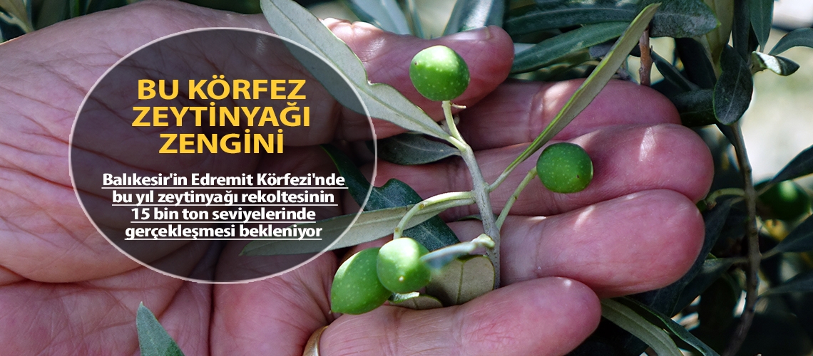 Bu körfez zeytinyağı zengini