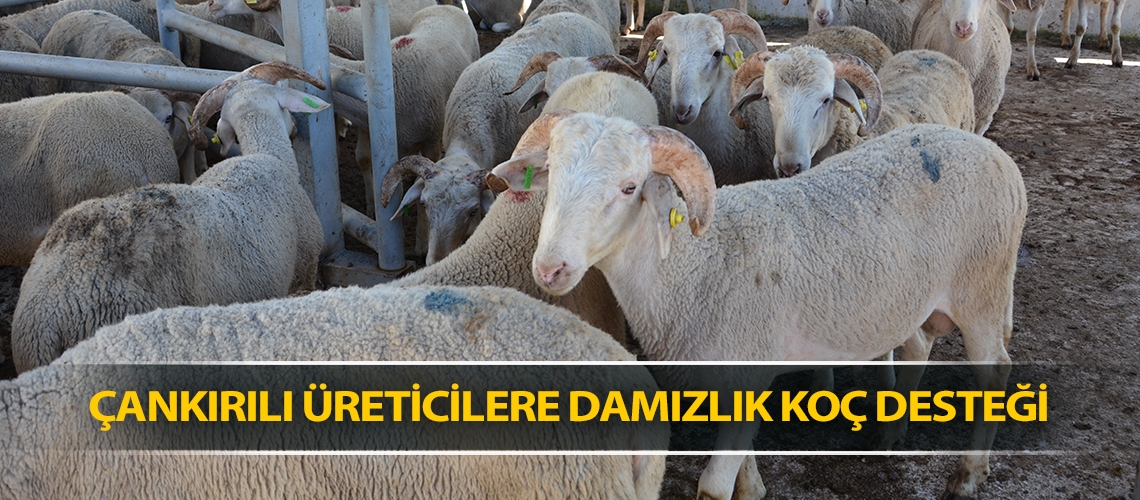 Çankırılı üreticilere damızlık koç desteği