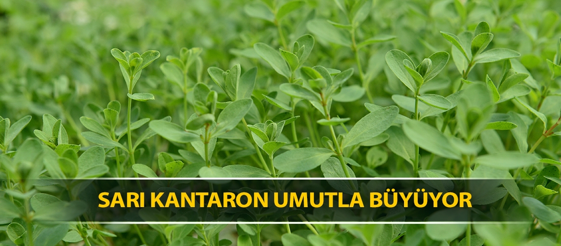 Sarı kantaron umutla büyüyor