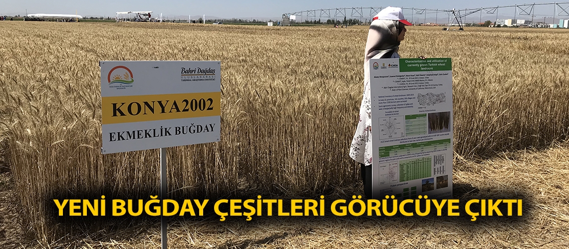 Yeni buğday çeşitleri görücüye çıktı