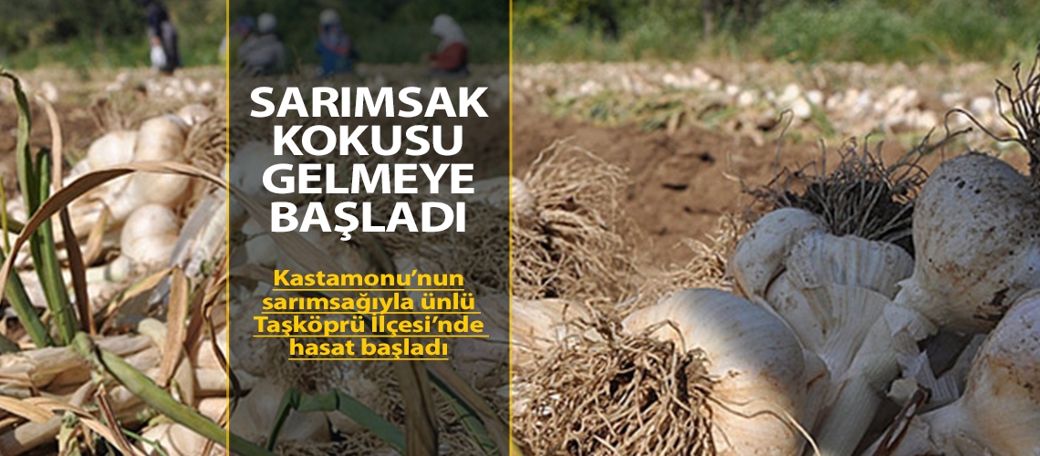 Sarımsak kokusu gelmeye başladı