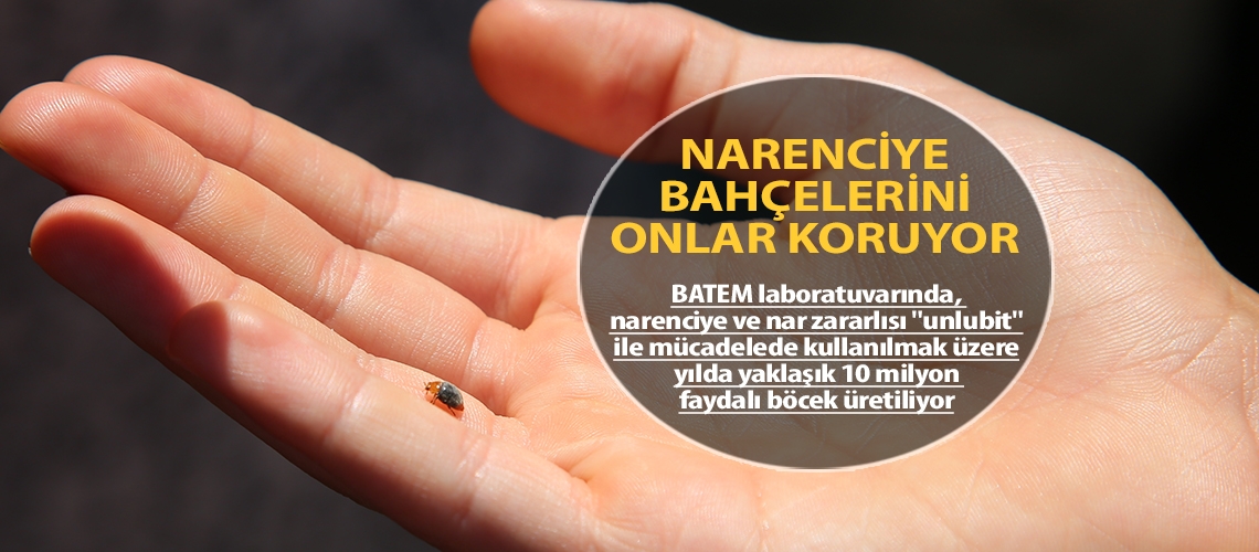 Narenciye bahçelerini onlar koruyor