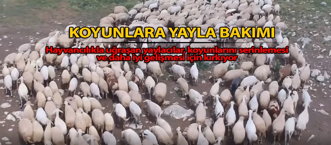 Koyunlara yayla bakımı