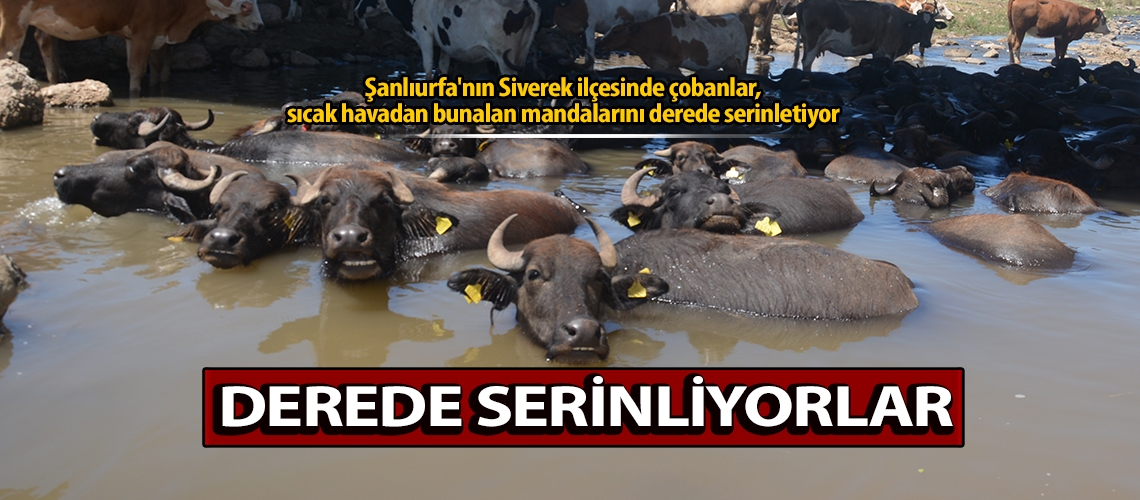 Derede serinliyorlar