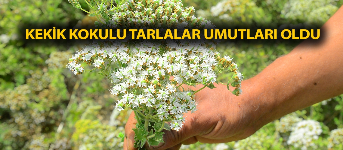 Kekik kokulu tarlalar umutları oldu