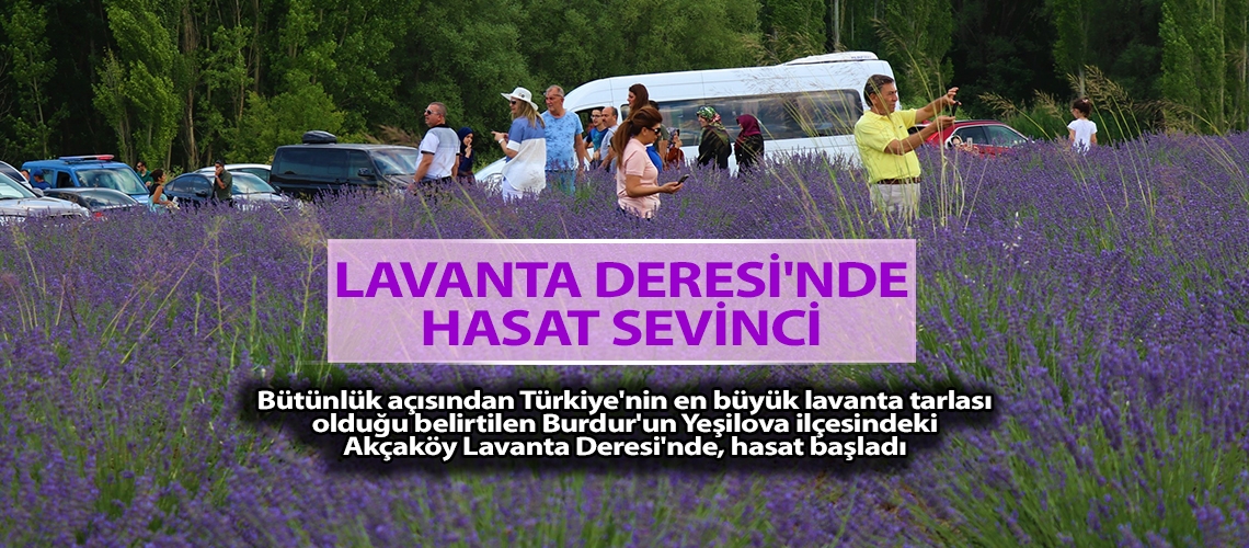 Lavanta Deresi'nde hasat sevinci
