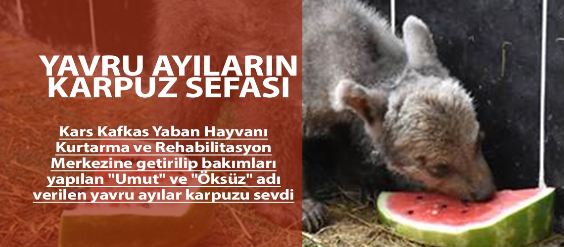 Yavru ayıların karpuz sefası