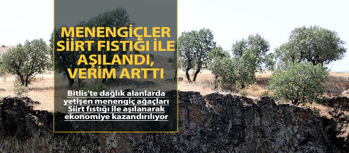 Menengiçler Siirt fıstığı ile aşılandı, verim arttı