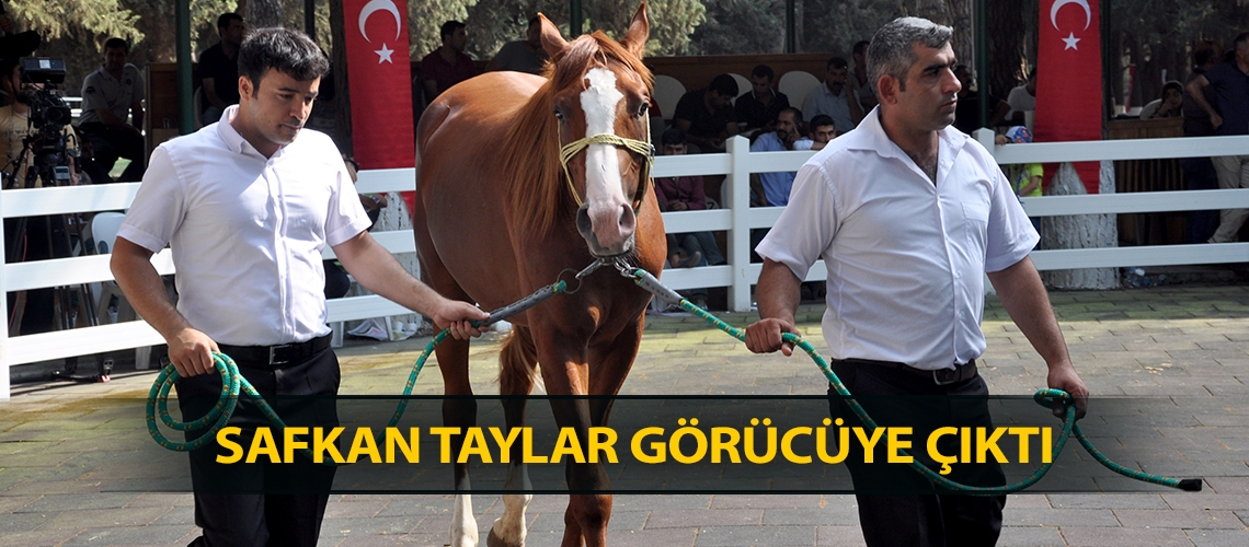 Safkan taylar görücüye çıktı