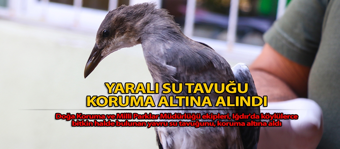 Yaralı su tavuğu koruma altına alındı