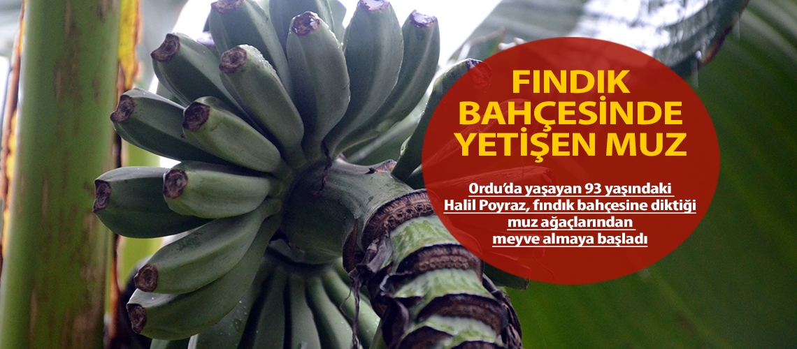 Fındık bahçesinde yetişen muz