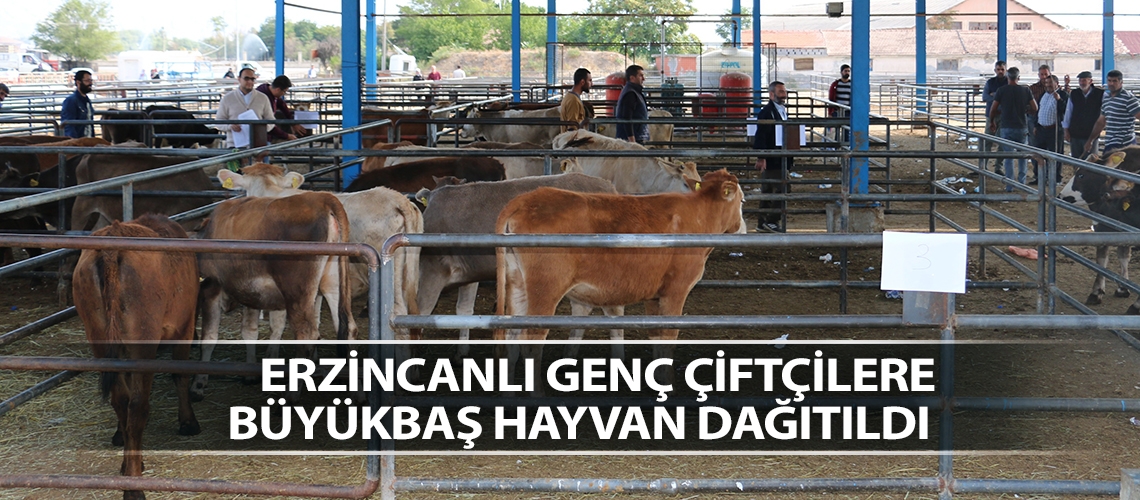 Erzincanlı genç çiftçilere büyükbaş hayvan dağıtıldı