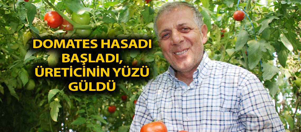 Domates hasadı başladı, üreticinin yüzü güldü
