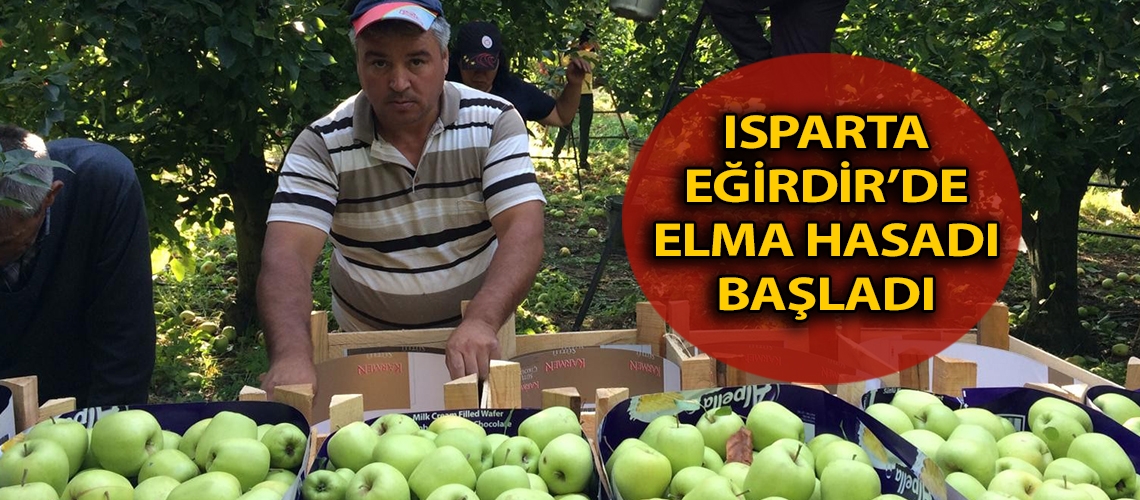 Isparta Eğirdir’de elma hasadı başladı