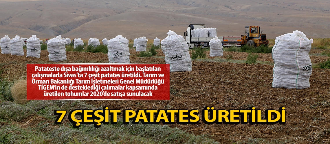 7 çeşit patates üretildi