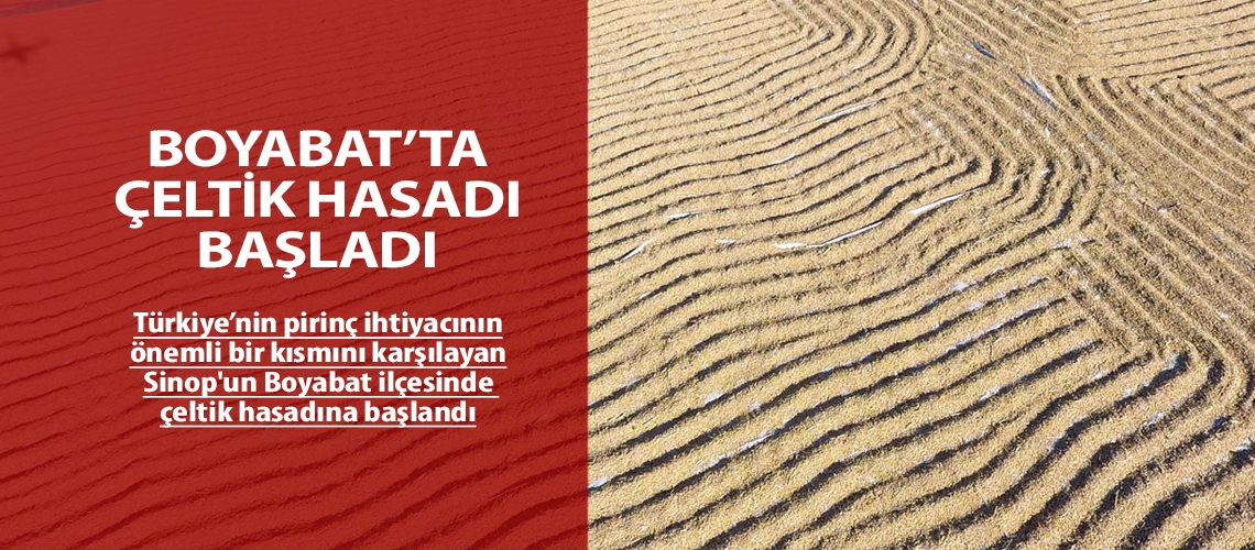 Boyabat’ta çeltik hasadı başladı