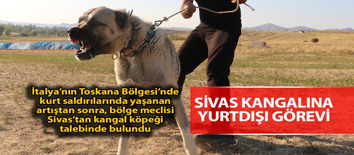 Sivas Kangalına yurtdışı görevi