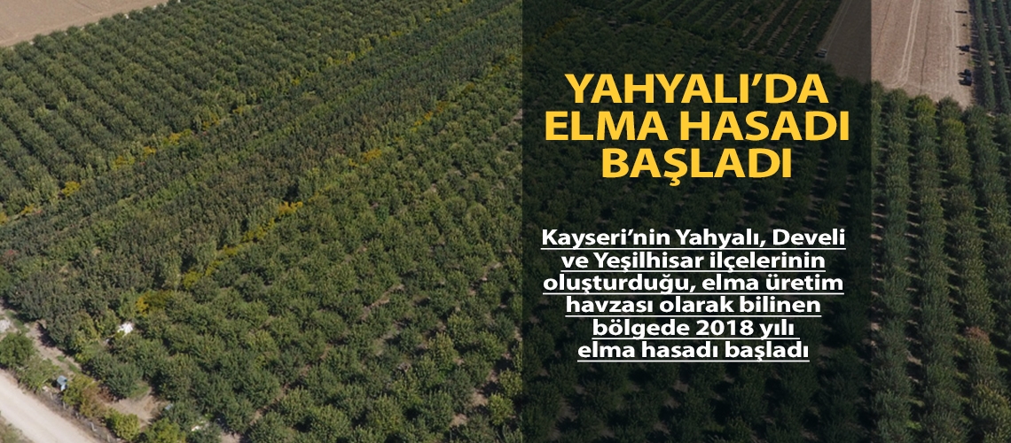 Yahyalı’da elma hasadı başladı