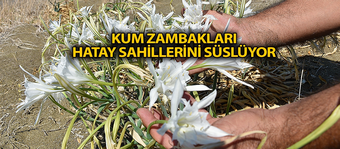 Kum zambakları Hatay sahillerini süslüyor