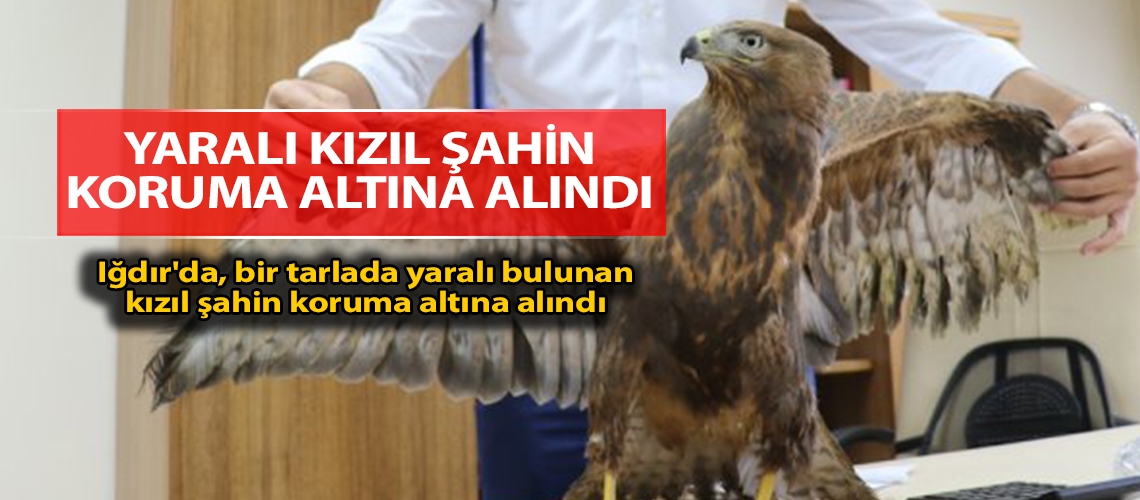 Yaralı kızıl şahin koruma altına alındı