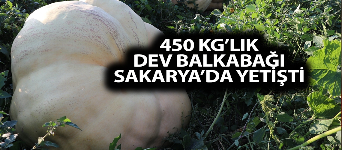 450 Kg’lık dev balkabağı Sakarya’da yetişti