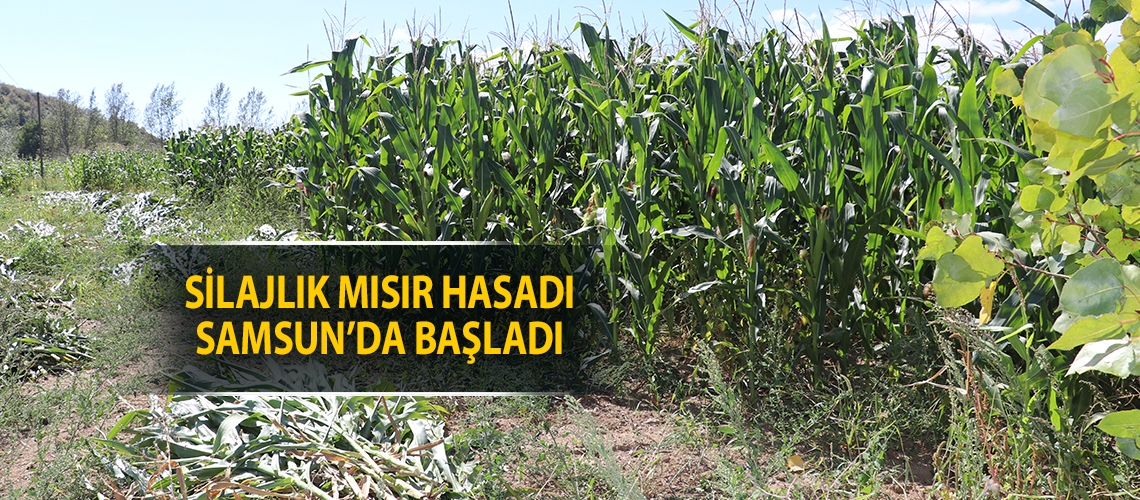 Silajlık mısır hasadı Samsun’da başladı