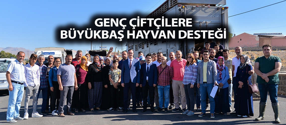 Genç çiftçilere büyükbaş hayvan desteği