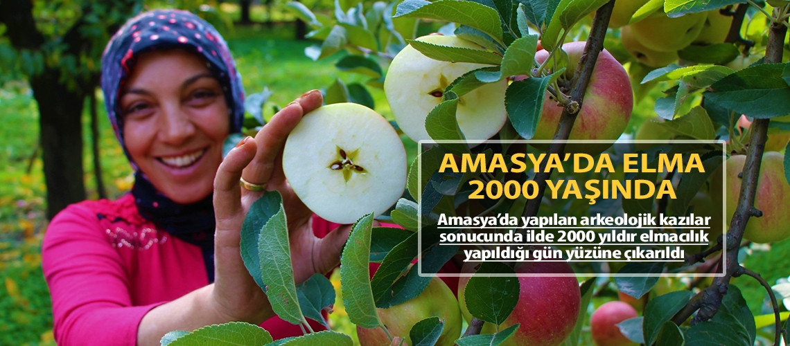 Amasya’da elma 2000 yaşında