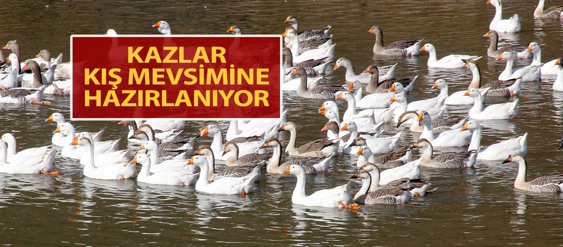 Kazlar kış mevsimine hazırlanıyor