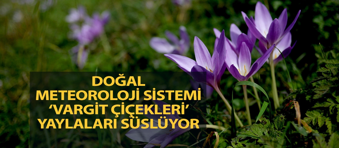 Doğal meteoroloji sistemi ‘vargit çiçekleri’ yaylaları süslüyor