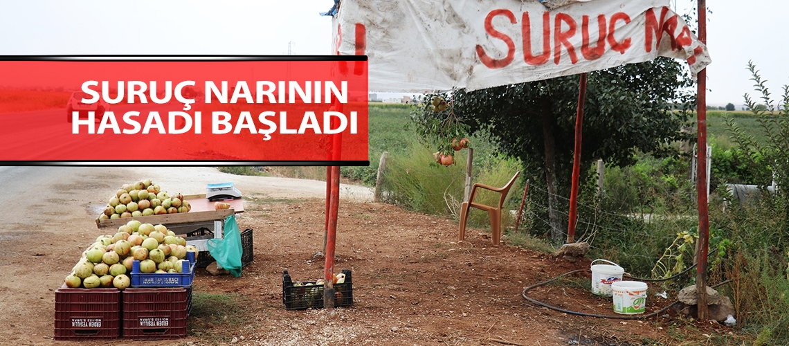Suruç narının hasadı başladı