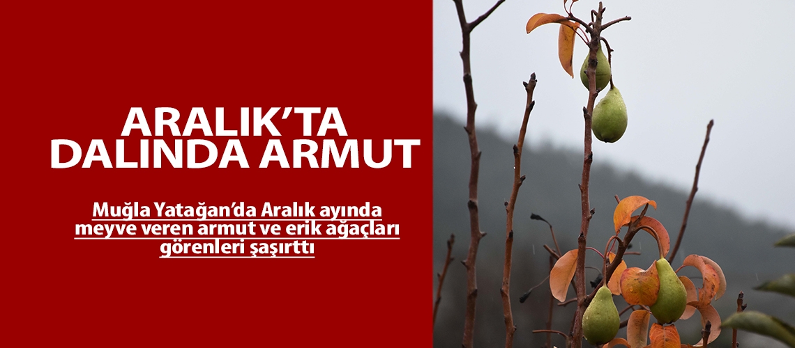 Aralık’ta dalında armut