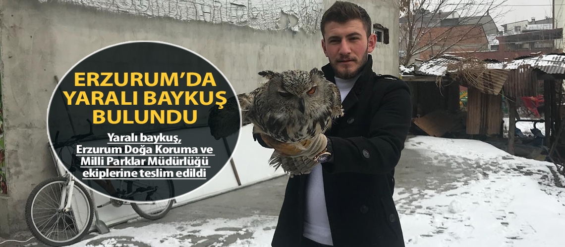 Erzurum’da yaralı baykuş bulundu