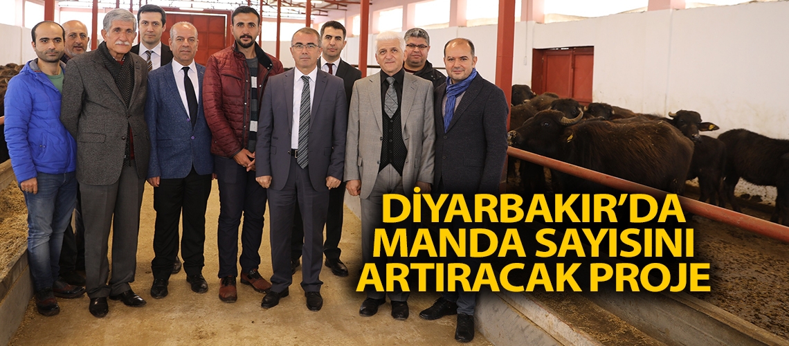 Diyarbakır’da manda sayısını artıracak proje