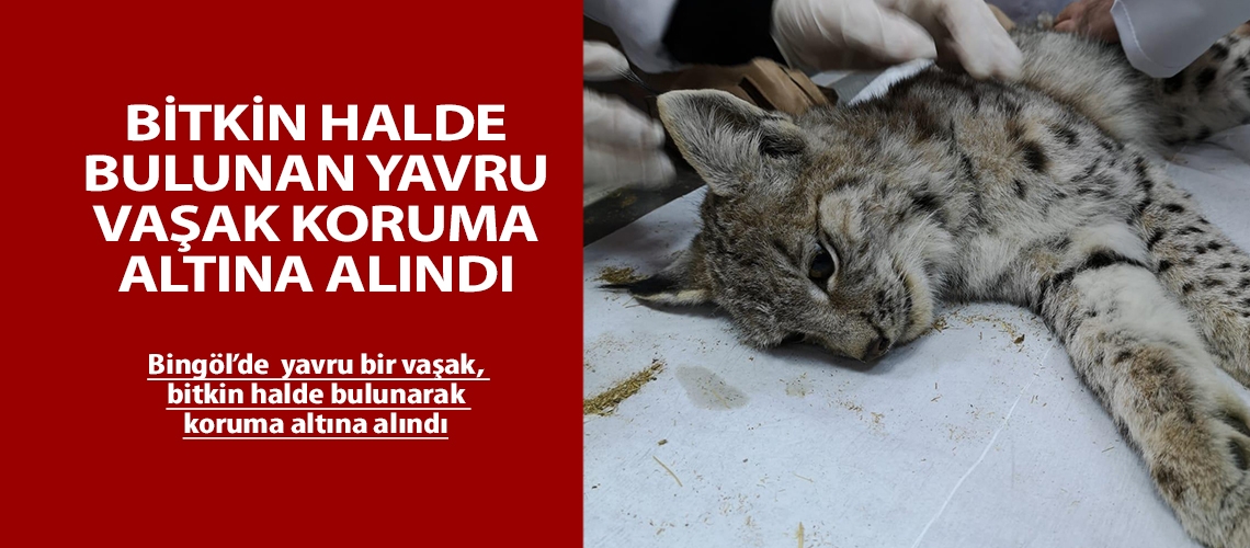 Bitkin halde bulunan yavru vaşak koruma altına alındı