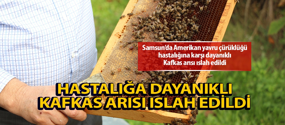 Hastalığa dayanıklı Kafkas arısı ıslah edildi