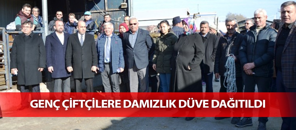Genç çiftçilere damızlık düve dağıtıldı