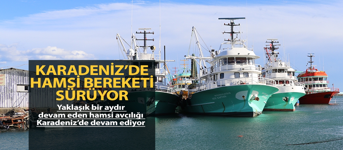 Karadeniz’de hamsi bereketi sürüyor