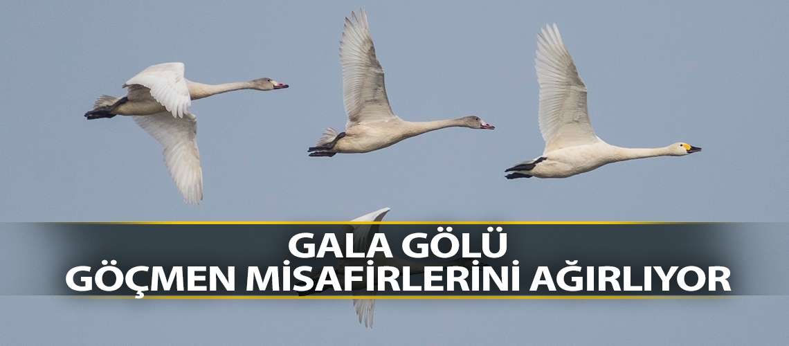 Gala Gölü göçmen misafirlerini ağırlıyor