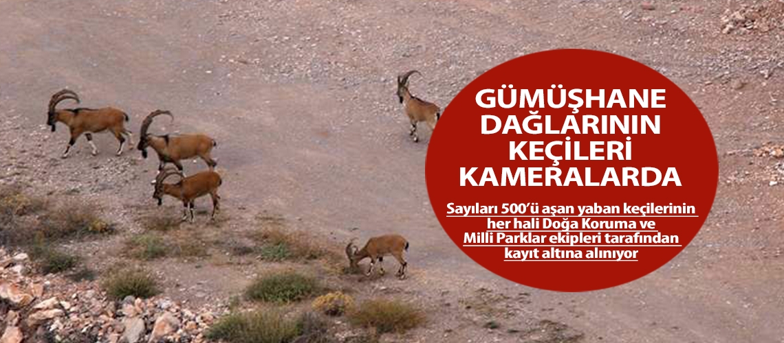 Gümüşhane dağlarının keçileri kameralarda