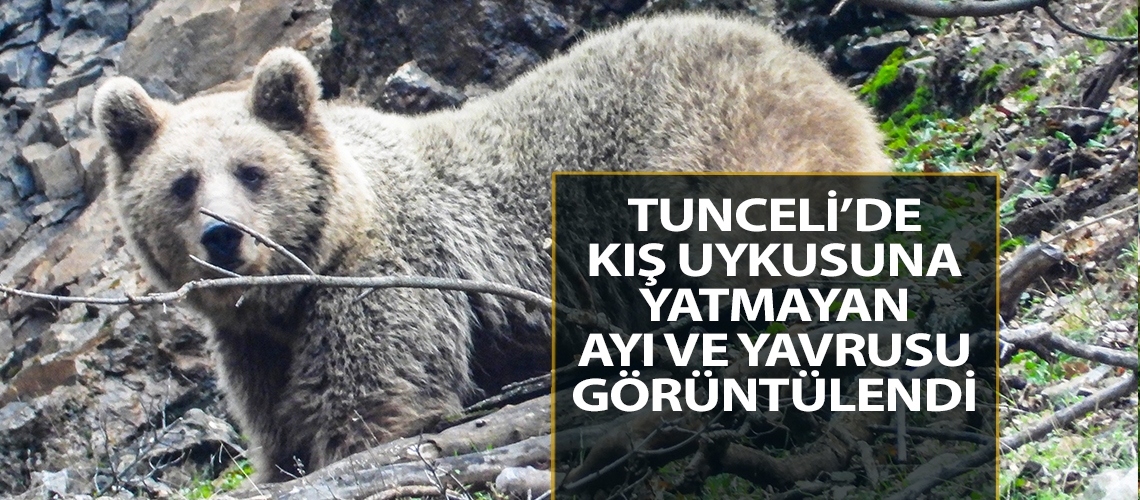 Tunceli’de kış uykusuna yatmayan ayı ve yavrusu görüntülendi