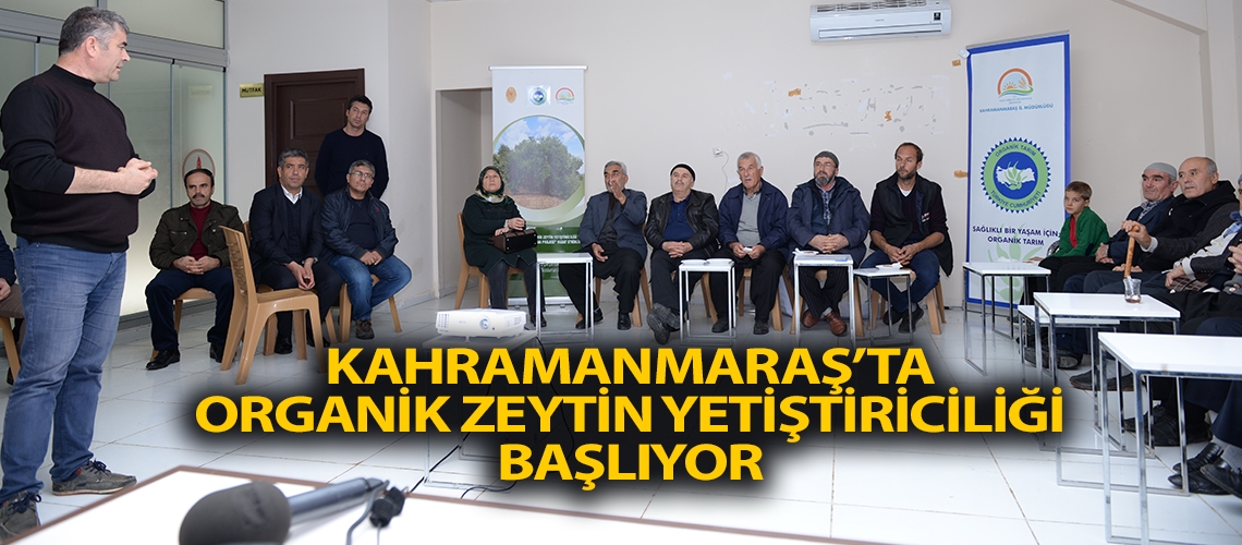 Kahramanmaraş’ta organik zeytin yetiştiriciliği başlıyor