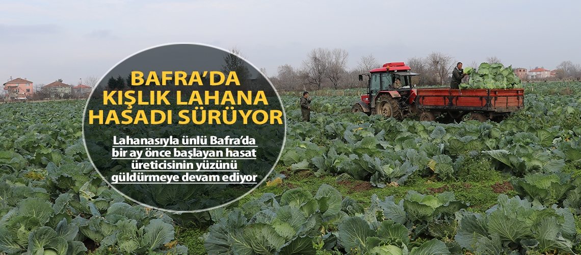 Bafra’da kışlık lahana hasadı sürüyor