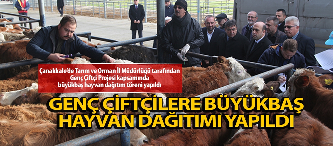 Genç çiftçilere büyükbaş hayvan dağıtımı yapıldı